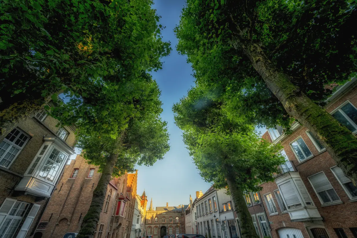 facades and trees in the Pandreitje seen towards the old prison